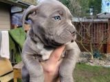 Harika Cane Corso Yavrular Isteğe Özel Estetik