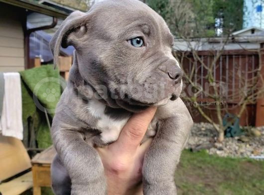 Harika Cane Corso Yavrular Isteğe Özel Estetik görsel