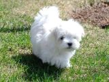 0 numara bem beyaz maltese terrier yavrularımız