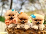 SAFKAN SECERELİ POMERANİAN BOO YAVRULAR