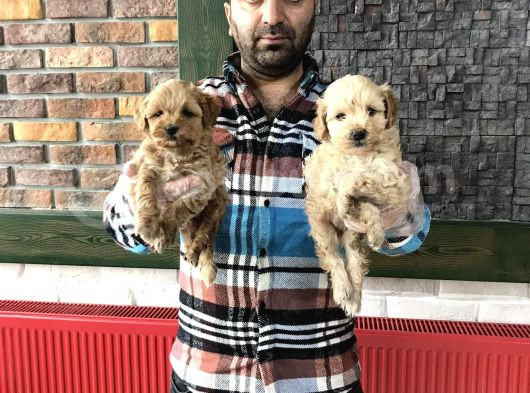 Orji̇nal Mi̇ni̇ Malti̇po Yavrular Mağazamizda Canli Görün görsel