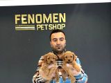 Orji̇nal Mi̇ni̇ Malti̇po Yavrular Mağazamizda Canli Görün