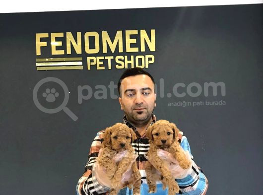 Orji̇nal Mi̇ni̇ Malti̇po Yavrular Mağazamizda Canli Görün görsel