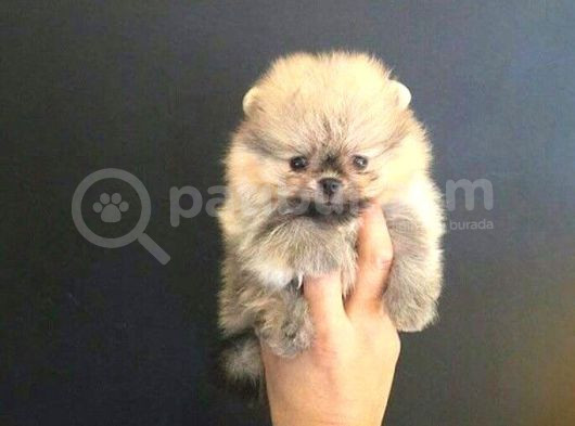 Pomerrian boo yavrularımız Sevimli Yavrular
