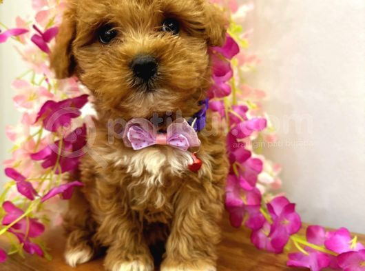 Kahve Tonlu Puppy Kıvırcık Tüylü Malti̇po Ci̇nsi̇