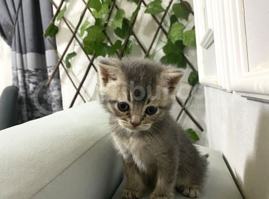 40 Günlük Yavrularımız Rezerveye Açık görsel