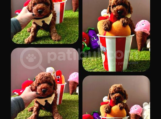 Irk Ve Sağlık Garantili Toy Poodle görsel