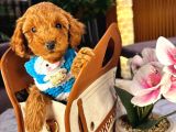 TEACUP 2 KG GARANTİSİ ALTINDA KIRMIZI RED TOOY POODLE