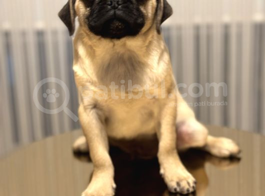 A Clas Pug Mops Bebek görsel