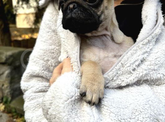 Oyuncu Pug Yavrular görsel