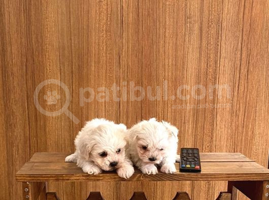 Teacup Maltese Terrier Bebekler görsel