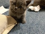 British Shorthair Oyuncu ve Sevgi Delisi