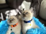 Safkan British Shorthair Bluepoint Yavrular
