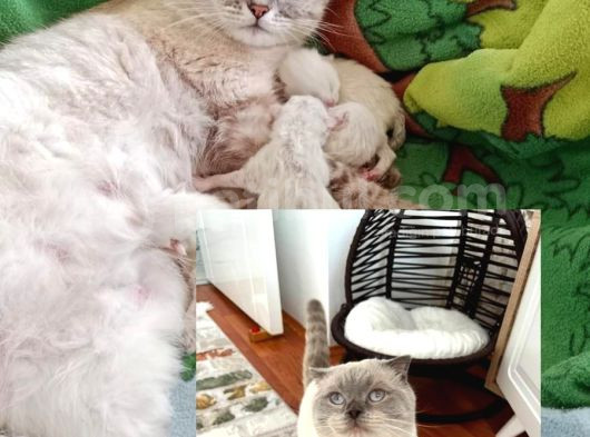 Teslime Hazır Dünya Tatlısı Dişi Scottish Fold görsel