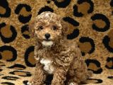 Maltipo cinsi yavrular kahve tonlu mini boy puppy