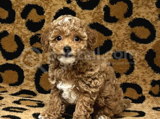 Maltipo Cinsi Yavrular Kahve Tonlu Mini Boy Puppy