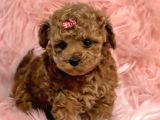 TEACUP 2 KG GARANTİSİ ALTINDA KIRMIZI RED TOOY POODLE