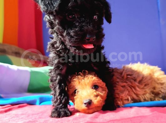 İnanilmaz Kali̇te Toy Poodle Yavrular Burada görsel