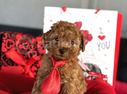 Red Erkek Garanti̇li̇ Toy Poodle Yavrular görsel