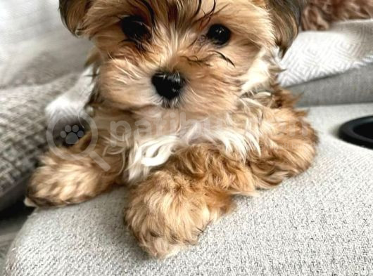 Kahve Tonlu Mini Boy Puppy Sevimli Yavrular Malti̇po Ci̇nsi̇