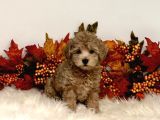 Teacup 2 Kg Garanti̇si̇ Altinda Kirmizi Red Tooy Poodle