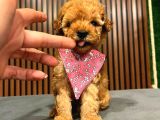 ÇOK ÖZEL TOY POODLE YAVRULARIMIZ