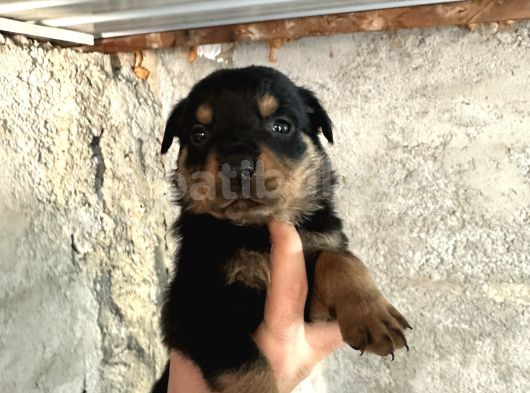Erkek Ve Dişi Rottweiler Yavrularımız görsel