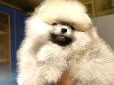 Ayı Suratlı Pomerri̇an Boo Yavrumuz