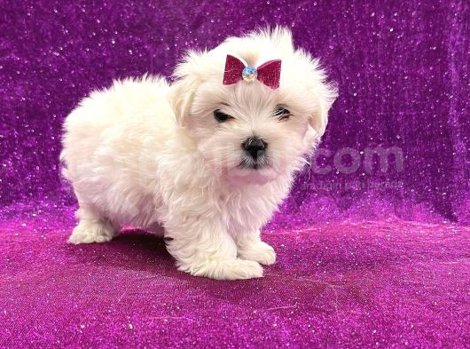 Maltesse Terrier Cinsi Mini Boy Puppy Kar Beyaz görsel