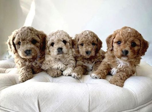 Maltipo Cinsi Yavrular Kahve Tonlu Mini Boy Puppy