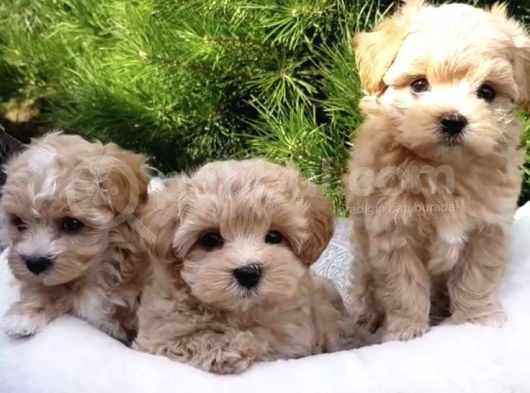 2 Ve 3 Kg Garantisi Altında Malti̇po Ci̇nsi̇ Yavrular Kahve Ton görsel