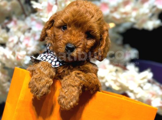 Ki̇lo Garanti̇li̇ Poodle Yavrular