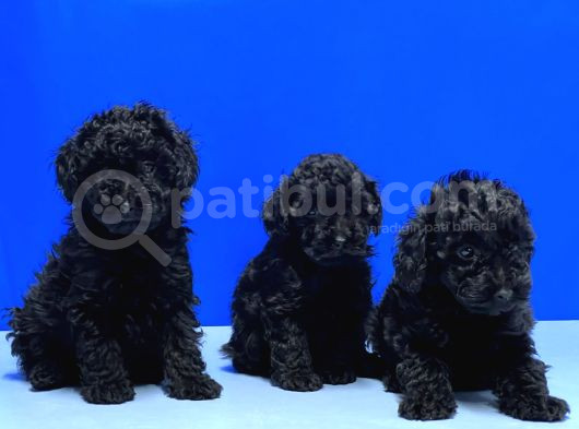 Si̇yah Poodle Yavru