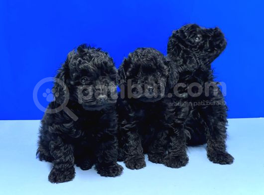 Si̇yah Poodle Yavru görsel