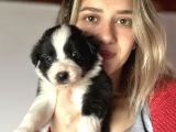 Border Collie Yavru