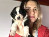 Border Collie Yavru