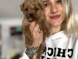 Toy Poodle Yavru