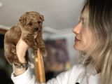 Toy Poodle Yavru