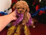 TOY POODLE YAVRULARIMIZ HAZIR
