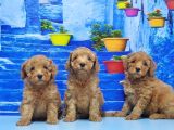 Toy Poodle Yavru