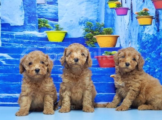 Toy Poodle Yavru