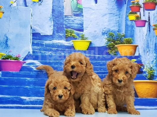 Toy Poodle Yavru görsel