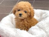 Mini boy puppy kıpkırmızı Red TOOY POODLE