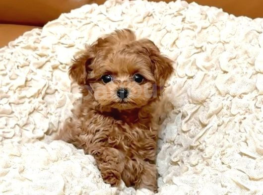 Red braw kıpkırmızı ev üretimi TOOY POODLE