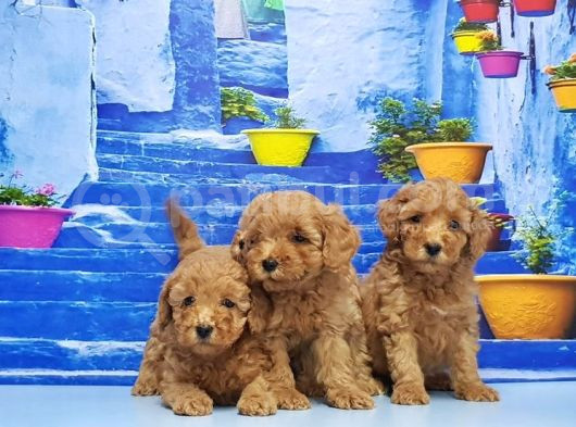 Toy Poodle Yavru görsel