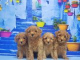 Toy Poodle Yavru