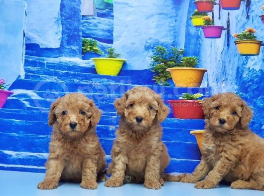 Toy Poodle Yavru görsel