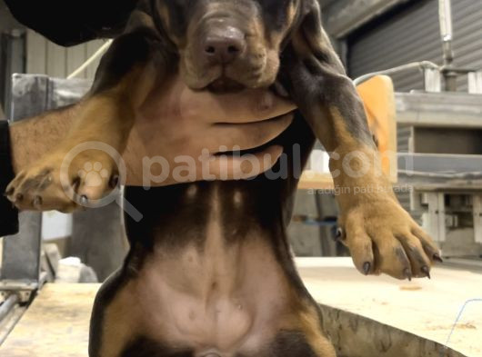 Üst Sınıf Safkan Doberman Yavruları görsel