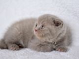 Duru Güzelliği Olan Gri Scottish Fold Yavrumuz