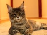 Kayıtlı Full Secereli Aşıları Tamam Safkan Maine Coon